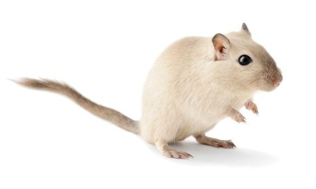Голая крыса Сфинкс: особенности породы и уход