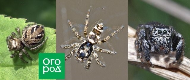 Пауки-сенокосцы, или долгоножки (Pholcidae)