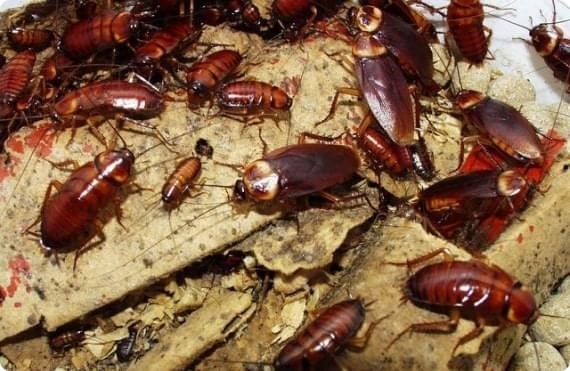 Почему личинки тараканов могут выживать практически при любых условиях?