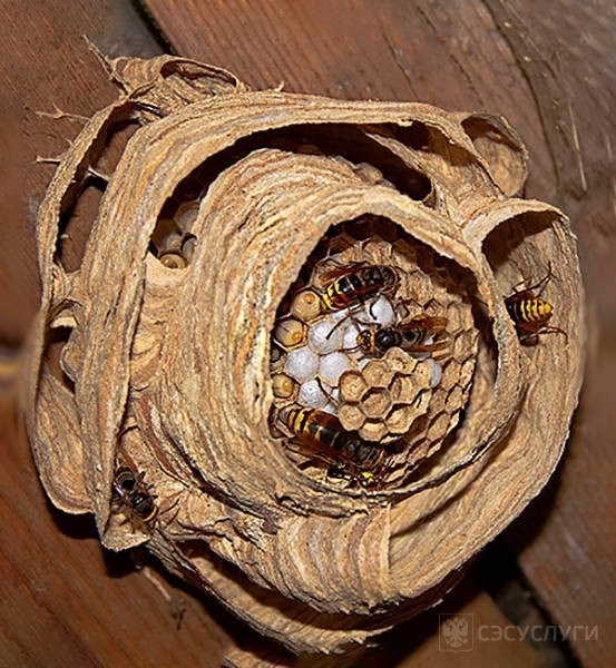 Что представляет собой гнездо шершней?