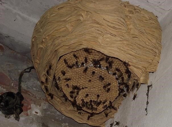 Как избавиться от гнезда шершней: эффективные способы и меры предосторожности
