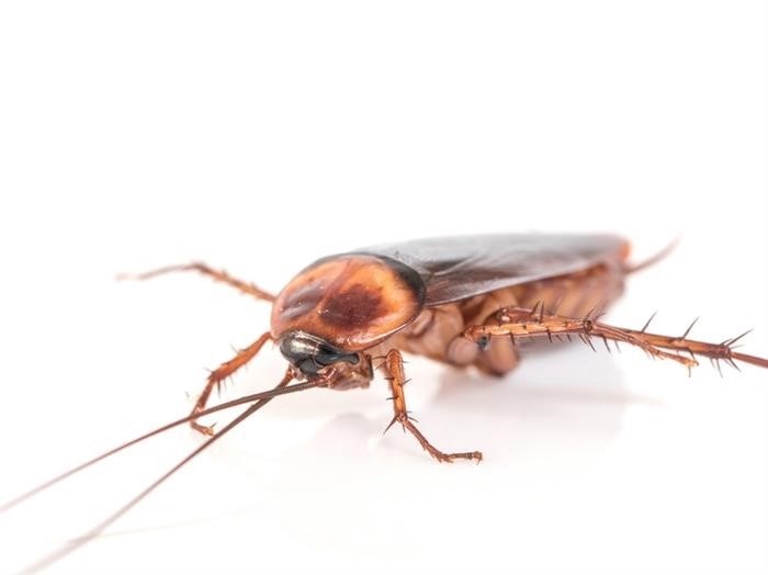 Почему тараканы популярны и распространены?