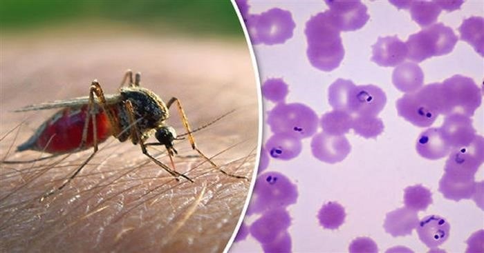 Что происходит во время укуса малярийного комара?