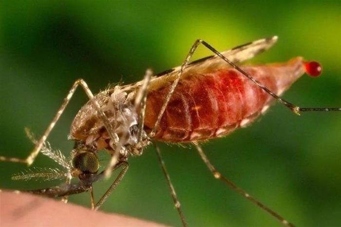 Что произойдет, если вас укусит малярийный комар