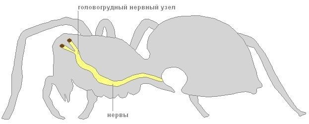  Размножение и уход за потомством 