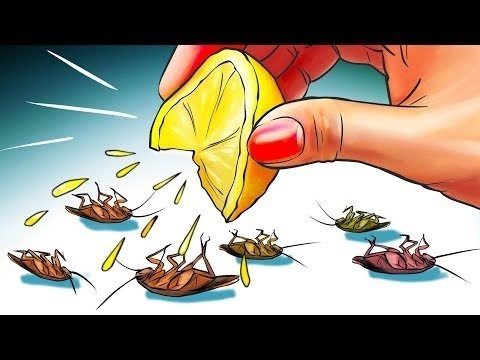 Как вывести тараканов с помощью борной кислоты
