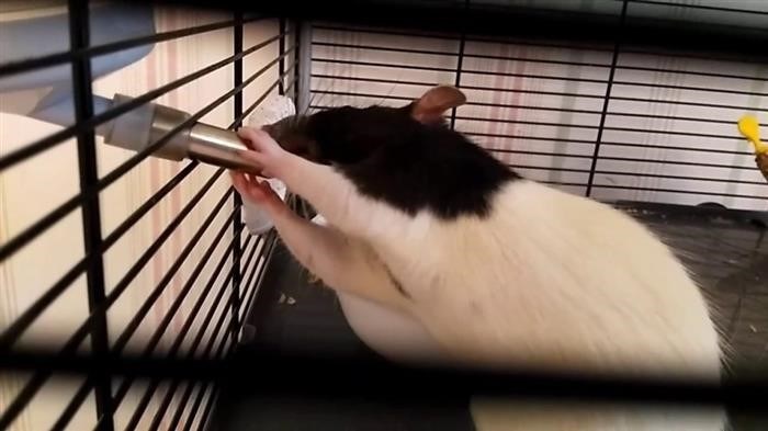Сколько еды и воды нужно домашним крысам?
