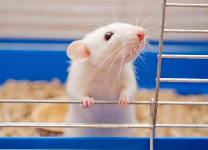 Как крысы адаптируются к отсутствию пищи и воды