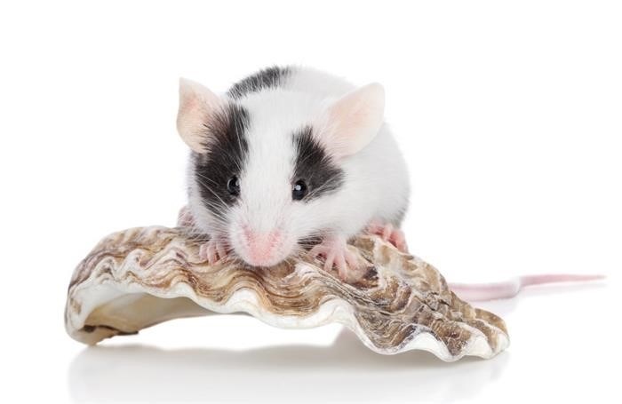 Сколько живут мыши в домашних условиях