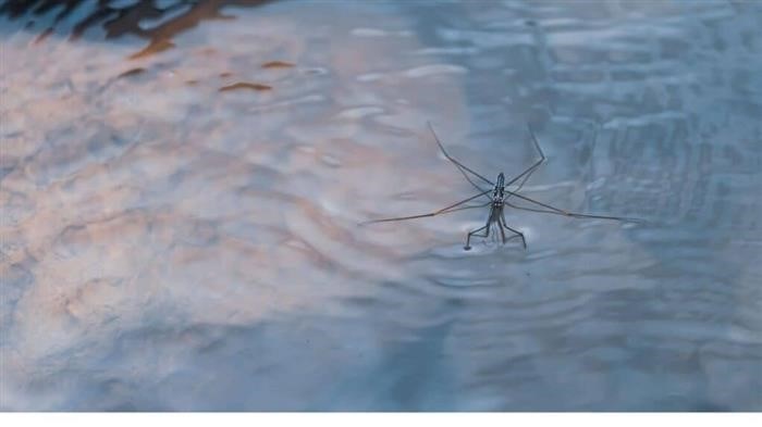 Какую роль играет гемоглобин в способности насекомых плавать?