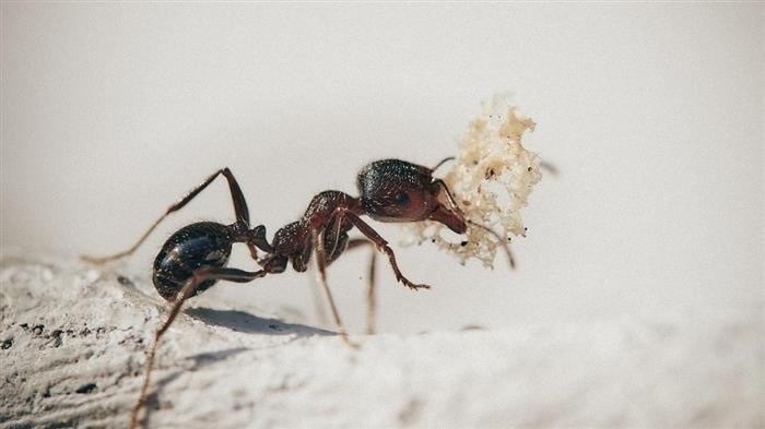 Чем опасны муравьи на дачном участке?