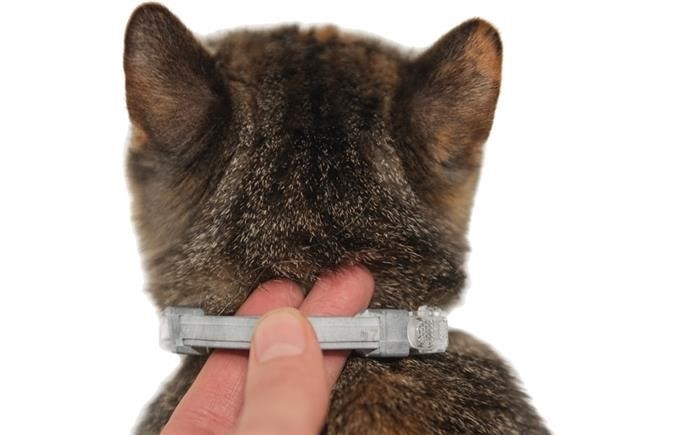 Способы лечения и профилактики укусов клещей у кошек