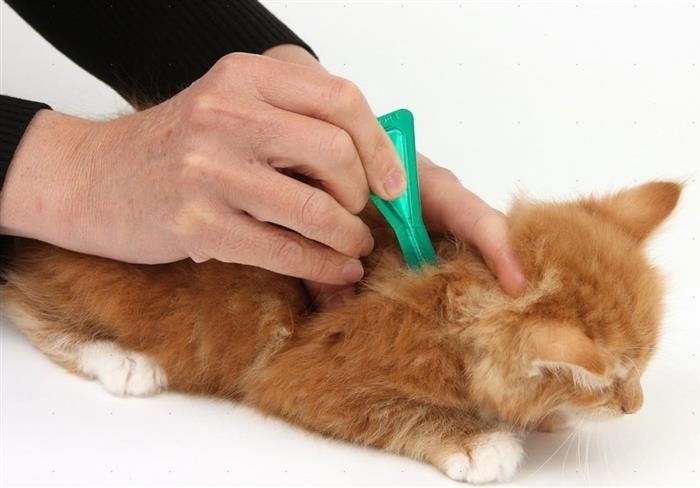 Лечение кошки после укуса клеща