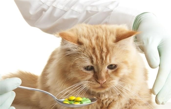 Как избежать заражения кошки клещевыми болезнями?
