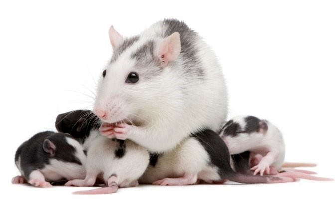 Вредоносность крысиных блох