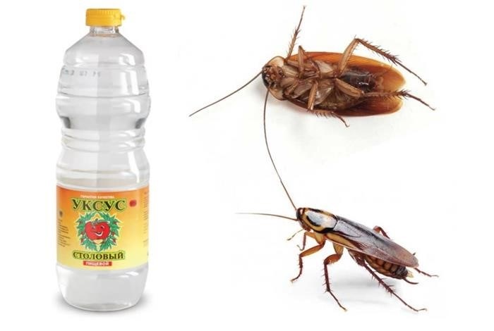 Истребление тараканов и увеличение их численности