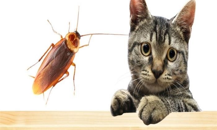 Какой запах презирают большие тараканы?