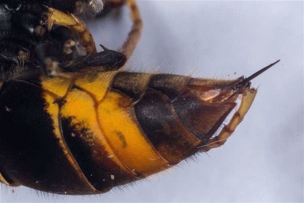 Особенности угрозы для здоровья насекомых