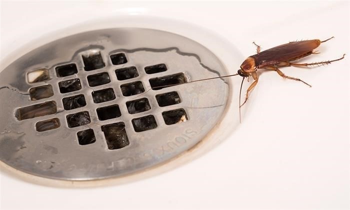 Методы борьбы с тараканами