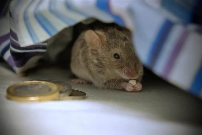 Могут ли мыши переносить бешенство?