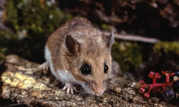 Как мыши передают болезни человеку?