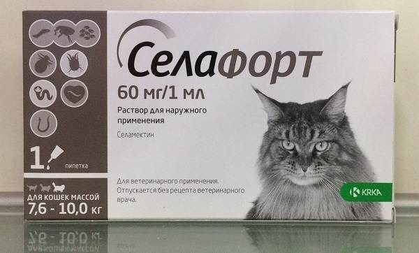 Признаки и симптомы демодекоза у кошек