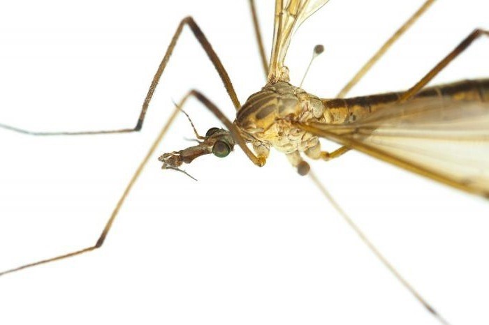 Большой комар-долгоножка: описание, фото