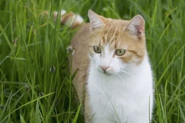 Каковы признаки заражения кошки клещом?