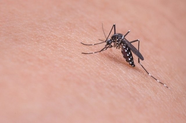Как выглядит малярийный комар?