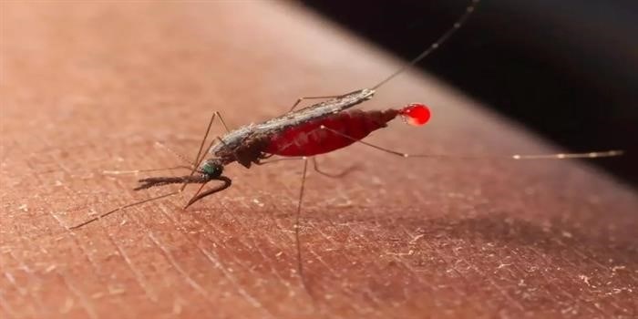 Что сделать, чтобы убить комара?
