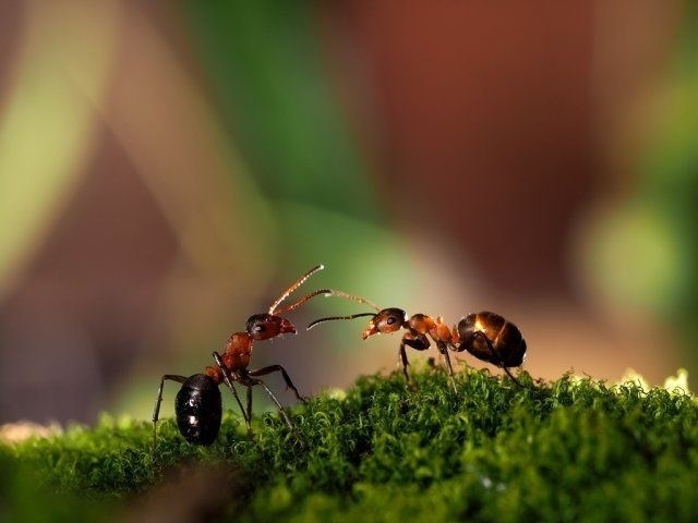 Чем больше всего можно напугать муравьев