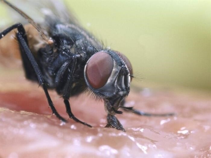 Что привлекает мух в наши дома?
