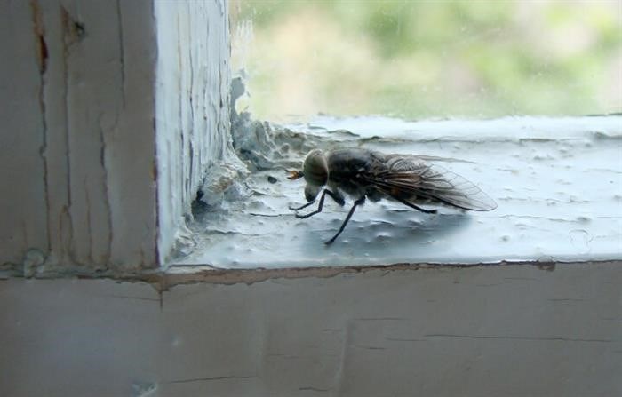 Откуда появляются мухи в квартире?