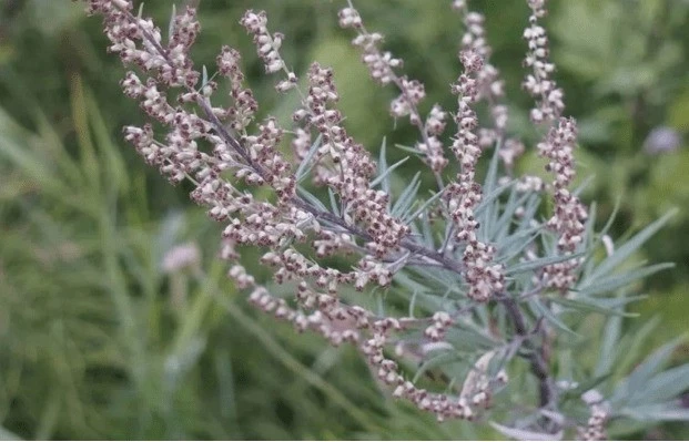 Кавказская ромашка: натуральное средство от моли и насекомых