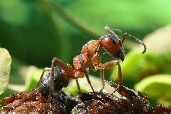 Польза и вред от насекомых