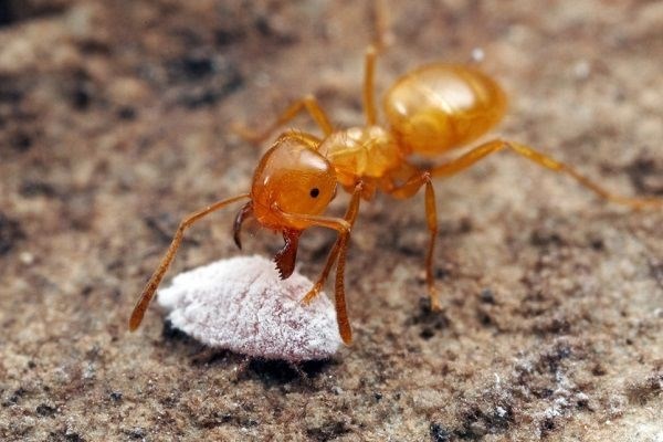 Какие виды муравьев обитают вблизи людей?