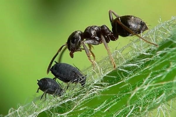 Как выглядит муравей?