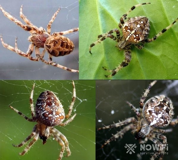 Самые ядовитые пауки в России: фото и названия