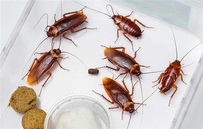 Значение тараканов в медицине