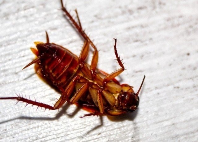 Все о тараканах: зачем они нужны и чем полезны?