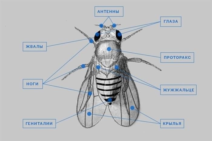 Описание и анатомия мухи