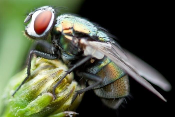 Сколько живет муха?