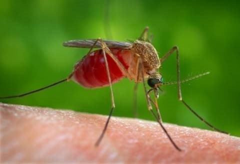 Комар – описание и фото