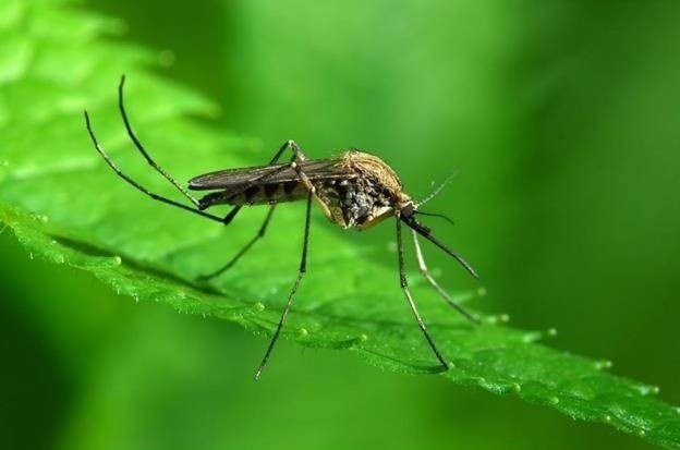 Сколько живет комар?