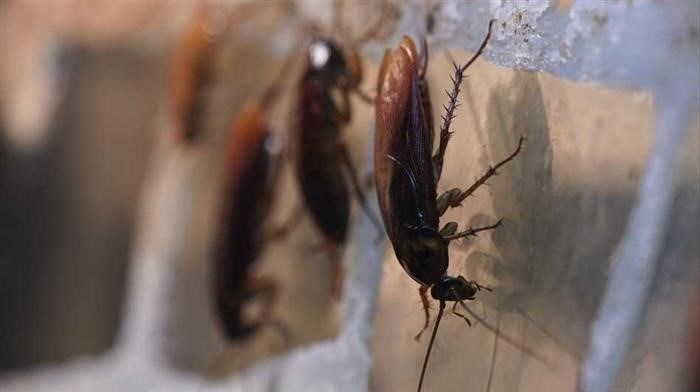Боятся ли тараканы ультразвука?