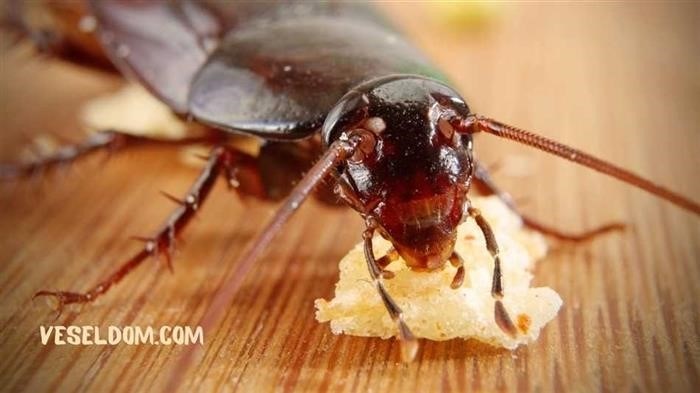 Ароматические масла и специи в борьбе с тараканами