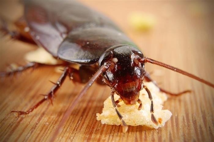 Как определить наличие тараканов в квартире