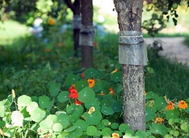 Ловчие пояса: аккуратное применение для защиты плодовых деревьев от муравьев