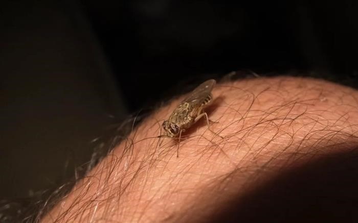Характер и образ жизни мухи Цеце