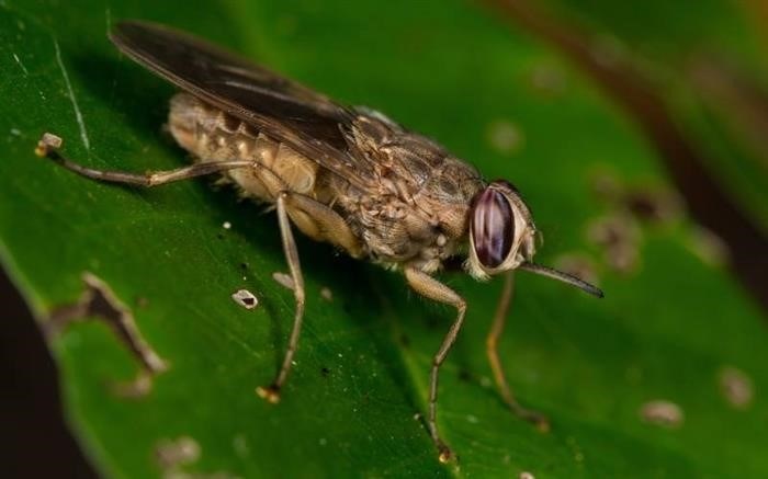 Размножение и продолжительность жизни мухи Цеце